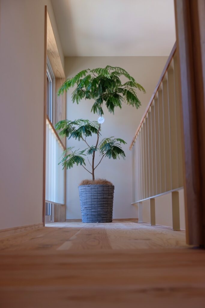 2階ホールで自然光を浴びる観葉植物（エバーフレッシュ）