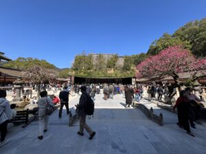 2月の梅が咲く太宰府天満宮仮殿の全景（藤本壮介氏設計）