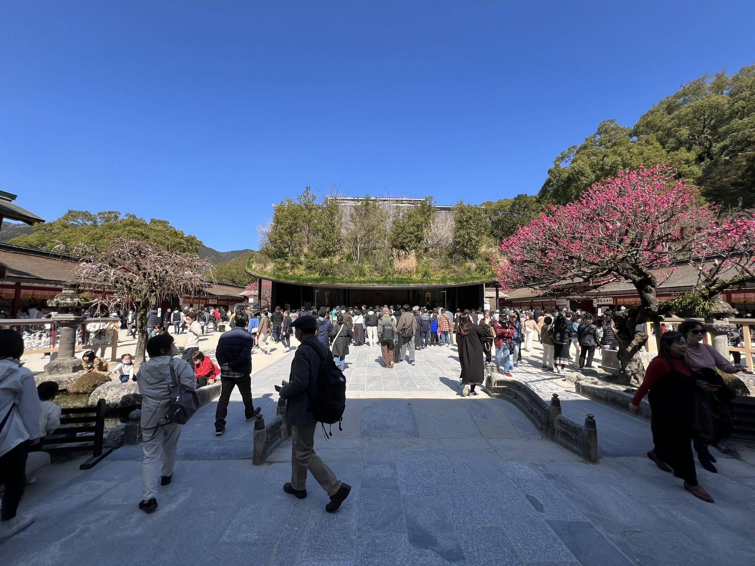 2月の梅が咲く太宰府天満宮仮殿の全景（藤本壮介氏設計）